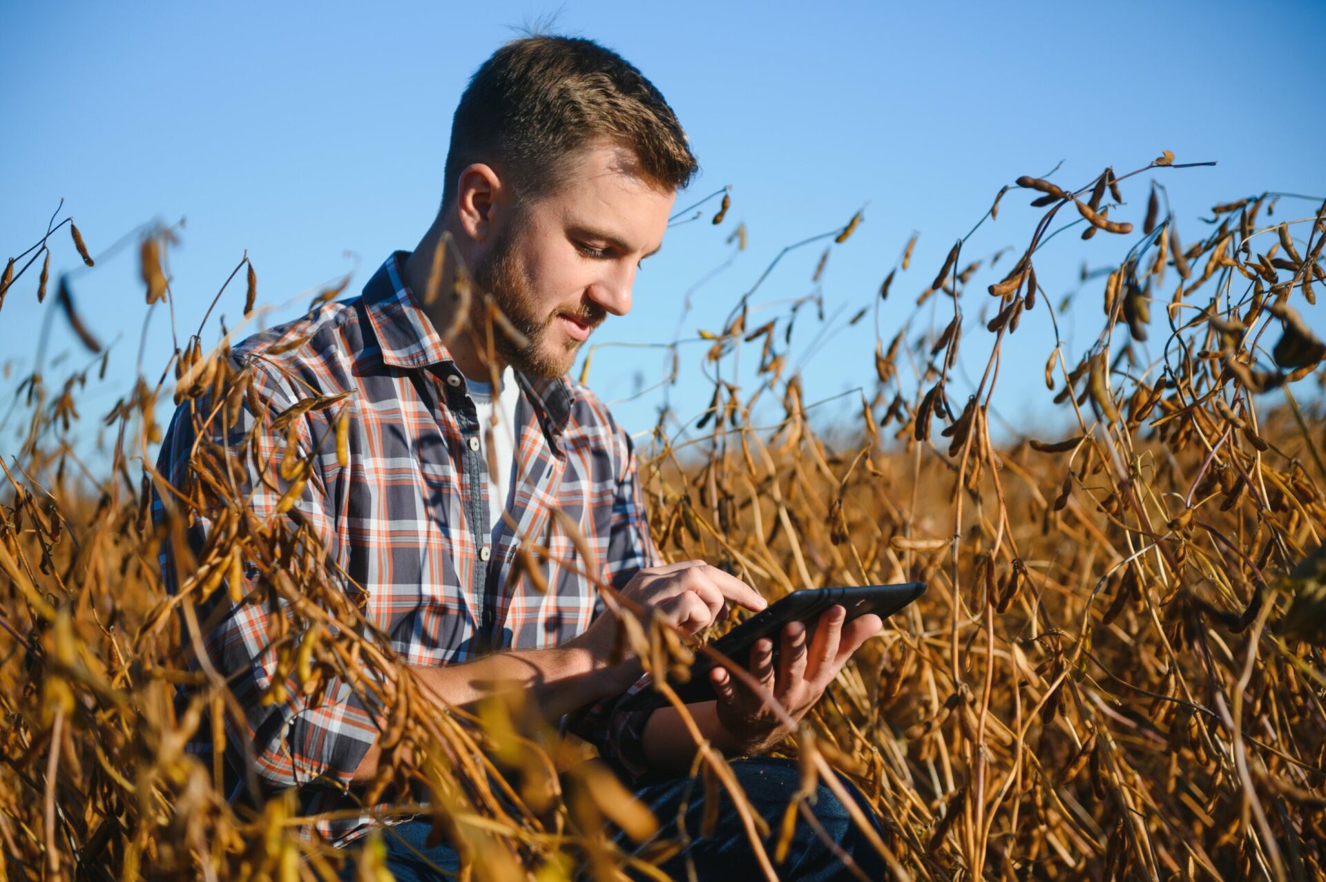 Bio Landwirtschaft Feld